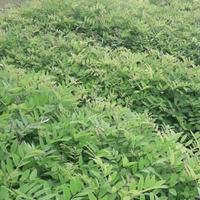 Gambar bibit indigofera super sebagai pakan ternak dari Bibit Berkah jaya. undefined 2 Tokopedia