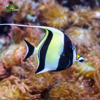 Gambar Ikan hias laut Moris - Morish idol fish - Zanclus cornutus dari Dunia Anura 99 undefined 5 Tokopedia