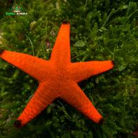 Gambar Bintang hias laut merah - Fromia milleporella dari Dunia Anura 99 undefined 3 Tokopedia