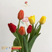 Gambar Bunga Tulip / Bunga Import / Bunga Potong Segar - Putih dari Rosalinda Flowers Official undefined 1 Tokopedia
