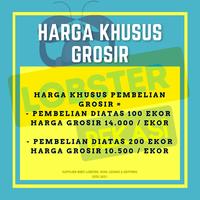 Gambar BIBIT IKAN KERAPU CANTANG HYBRID dari LOBSTER BEKASI FARM undefined 4 Tokopedia