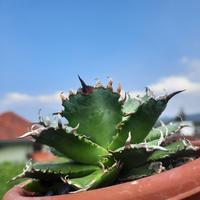 Gambar Agave titanota Filigree Thailand dari Ninja Planter undefined 4 Tokopedia