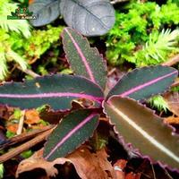 Gambar Tanaman Vivarium Labisia SP (Pink Line) dari Dunia Anura 99 undefined 2 Tokopedia