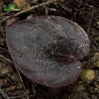 Gambar Tanaman Vivarium Nervilia plicata Sp Sumatera dari Dunia Anura 99 undefined 3 Tokopedia