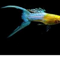 Gambar ikan guppy jepang biru ekor pedang dua dari Gadgetholix.World undefined 1 Tokopedia