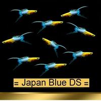 Gambar ikan guppy jepang biru ekor pedang dua dari Gadgetholix.World undefined 2 Tokopedia