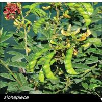 Gambar Sayur Kacang Hiris Segar 100GRAN dari Sionepiece undefined 1 Tokopedia