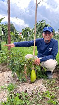 Gambar Bibit Alpukat Siger 1 Ratu Puan Tinggi 70cm UP Tekstur Kering Cepat Berbuah Rasa Tidak Pahit - 70cm UP dari JIB Farm undefined 3 Tokopedia