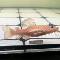 Gambar rtc phantom/phantom rtc 20CM dari MFA_AQUATIC undefined 1 Tokopedia