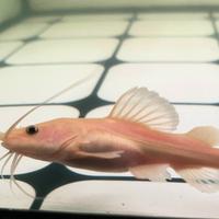 Gambar rtc phantom/phantom rtc 20CM dari MFA_AQUATIC undefined 2 Tokopedia