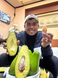 Gambar Bibit Alpukat Siger 1 Ratu Puan Tinggi 70cm UP Tekstur Kering Cepat Berbuah Rasa Tidak Pahit - 70cm UP dari JIB Farm undefined 4 Tokopedia