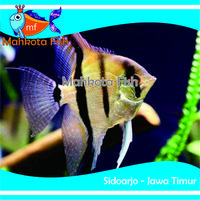 Gambar Ikan MAN FISH | MAN FISH BLACK WHITE | IKAN BIDADARI | (KHUSUS INSTAN) - MAN FISH dari mahkotafish undefined 3 Tokopedia
