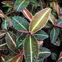 Gambar Tanaman Vivarium Labisia SP (Pink Line) dari Dunia Anura 99 undefined 4 Tokopedia