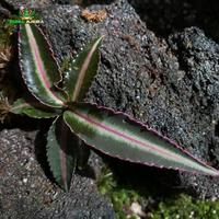 Gambar Tanaman Vivarium Labisia SP (Pink Line) dari Dunia Anura 99 undefined 3 Tokopedia