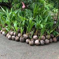 Gambar Bibit Kelapa Dwarf Indian | Kelapa Dwarf Kerdil Super Genjah dari Kampung Bibit Tani undefined 3 Tokopedia