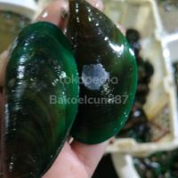 Gambar Kerang Hijau. 1kg. masih hidup segar terjamin bersih dari BerkahDuaPutrijaya undefined 1 Tokopedia