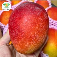 Gambar Pohon Mangga Miyazaki 1 Meter Original | Bibit Mangga | Tanaman Buah dari Bejo Bibit Unggul undefined 3 Tokopedia