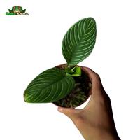 Gambar Tanaman Vivarium Argostemma sp Green Borneo dari Dunia Anura 99 undefined 2 Tokopedia
