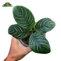 Gambar Tanaman Vivarium Argostemma sp Green Borneo dari Dunia Anura 99 undefined 3 Tokopedia