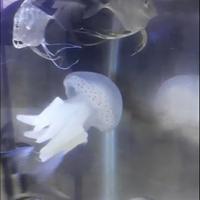 Gambar JELLYFISH/ UBUR- UBUR LAUT dari 𝐉𝐔𝐀𝐋 𝐇𝐀𝐒𝐈𝐋 𝐋𝐀𝐔𝐓 𝐈𝐈 undefined 4 Tokopedia