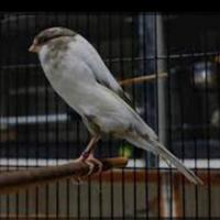 Gambar kenari F2ys big size postur gacor siap jadi indukan dari onebirds undefined 1 Tokopedia