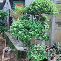 Gambar POHON BONSAI BERINGIN DOLAR TINGGI 1,5 - 2METER | BERINGIN KOREA dari Tanaman store69 undefined 2 Tokopedia