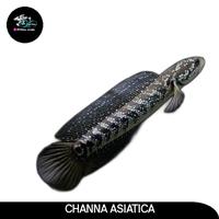 Gambar IKAN HIAS IKAN CHANNA ASIATICA SNAKEHEAD IKAN PREDATOR dari Mars Aquatics undefined 1 Tokopedia