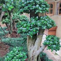 Gambar POHON BONSAI BERINGIN DOLAR TINGGI 1,5 - 2METER | BERINGIN KOREA dari Tanaman store69 undefined 3 Tokopedia
