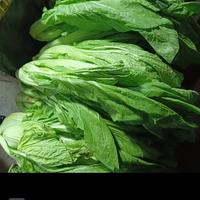 Gambar Sayur pahit / paet khas Medan Batak 1/2 kg dari Alvarorejeki undefined 1 Tokopedia