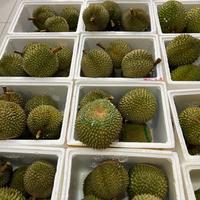 Gambar Durian Duri hitam | Durian Blackthorn import malaysia 1buah dari Ari NK Freshfruits undefined 3 Tokopedia