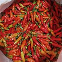 Gambar Cabe Rawit Merah 500 Gram dari Toko Shancy undefined 1 Tokopedia