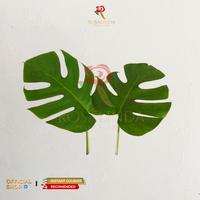 Gambar Daun Monstera / Daun Potong Segar / Daun Dekorasi dari Rosalinda Flowers Official undefined 1 Tokopedia