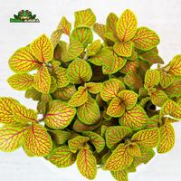 Gambar Tanaman Vivarium Fittonia (mini) - Mosaic dari Dunia Anura 99 undefined 3 Tokopedia