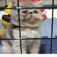 Gambar KUCING PEAKNOSE JANTAN EXO dari lulutpuji undefined 2 Tokopedia