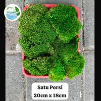 Gambar PRESERVED MOSS - LUMUT AWETAN - LUMUT ABADI dari Pelangi Aquascape Bali undefined 1 Tokopedia