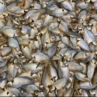 Gambar Ikan Asin Sepat Rawa Sepat Kecil.500gram dari sembako murah9 undefined 1 Tokopedia