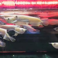 Gambar Arwana silver albino Grade A+ 10-20 CM - ALBINO 17-18 CM dari onefish.id undefined 4 Tokopedia