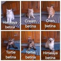 Gambar Kucing kitten persia gemoy dari stationpetsshop undefined 2 Tokopedia