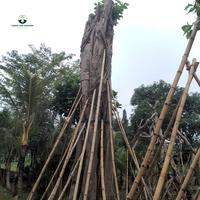 Gambar Pohon Bodhi Budha Termurah Produk Terbatas Ukuran Besar dari Taman Sari Greenery New undefined 4 Tokopedia