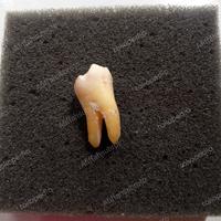 Gambar gigi praktikum molar asli,gigi 36 dari Afiffahsubroto undefined 2 Tokopedia