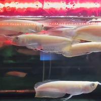 Gambar Arwana silver albino Grade A+ 10-20 CM - ALBINO 17-18 CM dari onefish.id undefined 2 Tokopedia