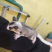 Gambar mainan sepasang sugar glider fullset + tas bounding pouch dari AsiliaReptile undefined 3 Tokopedia