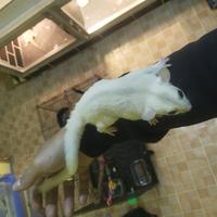 Gambar mainan sepasang sugar glider fullset + tas bounding pouch dari AsiliaReptile undefined 4 Tokopedia