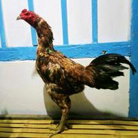 Gambar jual pacek ayam bulbi//ayam jago Bangkok bulu batik dari mauladigarden&amp;farms undefined 1 Tokopedia