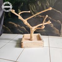 Gambar Tangkringan pohon kopi small tangkringan burung dari AST bird shop undefined 2 Tokopedia