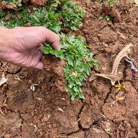 Gambar Rumput Gajah Mini Ukuran 1 Meter Persegi dari Little Bali Landscape undefined 3 Tokopedia