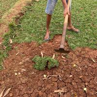 Gambar Rumput Gajah Mini Ukuran 1 Meter Persegi dari Little Bali Landscape undefined 2 Tokopedia