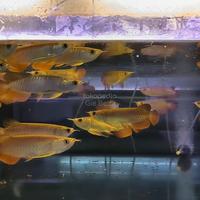 Gambar Arwana Golden Red Grade A+ 15-22 CM - GR 20-22 CM dari onefish.id undefined 2 Tokopedia
