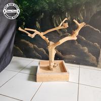 Gambar Tangkringan pohon kopi small tangkringan burung dari AST bird shop undefined 1 Tokopedia