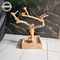 Gambar Tangkringan pohon kopi small tangkringan burung dari AST bird shop undefined 3 Tokopedia